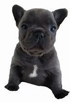 Image result for Frenchton Bulldog