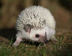 Image result for White Hedgehog