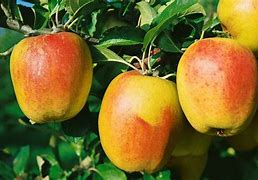 Résultat d’images pour MALUS GRONINGER KROON