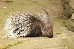 Image result for Porcupine Meaning