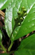 Image result for Chloranthus japonicus
