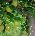 Image result for Yellow Apple Tree