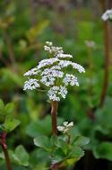 Image result for Angelica Summer Delight