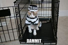 Image result for Cat Jail Meme