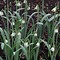 Image result for Galanthus Wifi Painting