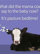 Image result for Funny Jokes About Cows