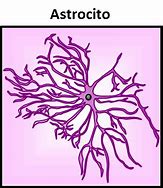 Image result for astrocito
