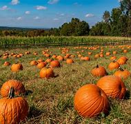 Image result for Pumpkin Patch Field