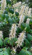 Image result for Aesculus parviflora