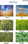 Image result for Food Crops Examples