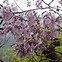 Image result for Paulownia fortunei Minfast