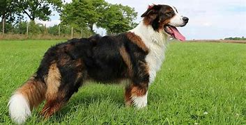 Image result for Large Mix Breed Dogs