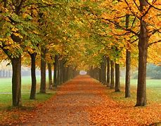 Image result for Autumn in Tokyo Outskirts