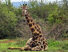 Image result for Giraffe