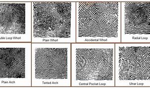 Image result for Different Kinds of Fingerprints