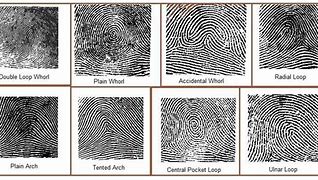 Image result for 8 Standard Fingerprint