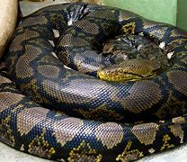 Image result for What Is the Biggest Snake in the World