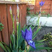 Image result for Iris Mme Chereau (Germanica-Group)