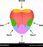 Image result for Tongue Taste Buds Worksheet