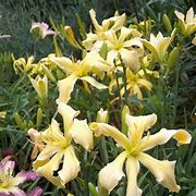 Hemerocallis Princess Summerbird के लिए छवि परिणाम