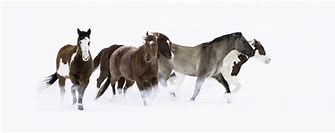 Image result for Horse Photography Prints