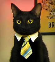 Image result for Business Cat Glasses Meme