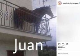 Image result for The Juan Animal Meme