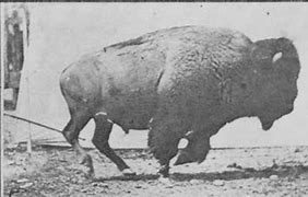 Image result for Bison Vitals