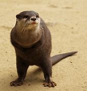 Image result for Dancing Otter