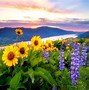 Image result for Wild Mountain Flowers