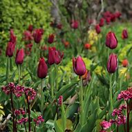 Image result for Tulipa Merlot