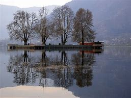Image result for chinar