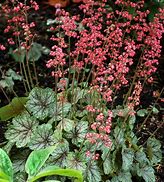 Image result for Heuchera Peppermint Spice ®