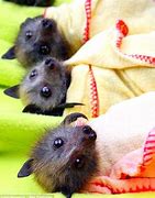 Image result for Cute Newborn Bats