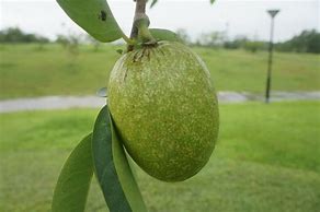 Image result for Pond Apple Tree Fruit