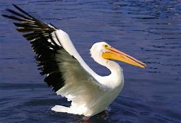 Image result for Pelican Wings