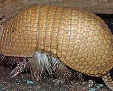 Image result for Nino Durmiendo Con Un Armadillo Meme