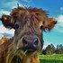 Image result for Cute Cow Wallpaper for Lock Screen On Computer