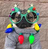 Image result for Funny Christmas Pugs