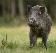 Image result for Feral Hogs