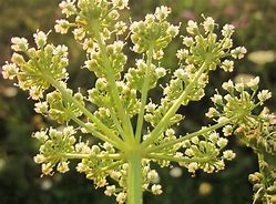 Image result for Selinum carvifolia