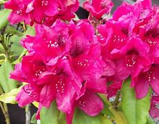Image result for Rhododendron (C) Lord Roberts
