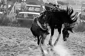 Image result for Bucking Horse Black and White