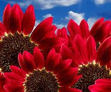 Image result for Sunflower 4K