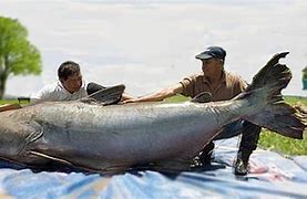 Image result for Biggest Catfish Species in the World