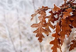 Image result for Winter Leaves