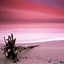 Image result for Pink Beach iPhone Wallpaper
