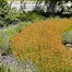 Image result for Bulbine frutescens (Yellow)