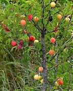Image result for Oklahoma Plum