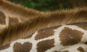 Image result for Giraffe Fur